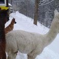 Alpakas der Kräuterbaude Zwei Alpakas im Winter.