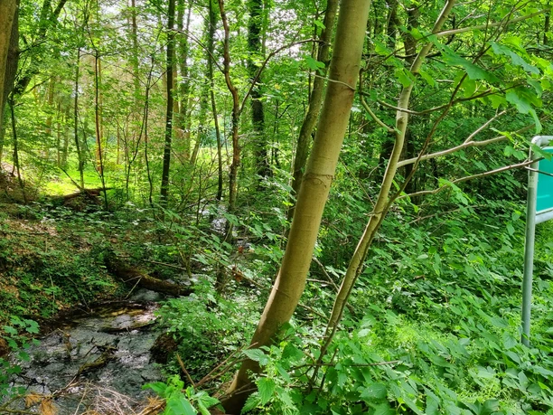 Bärenbach in Schloß Holte-Stukenbrock