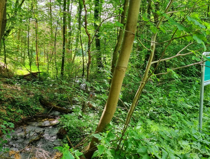Bärenbach in Schloß Holte-Stukenbrock Bärenbach in Schloß Holte-Stukenbrock