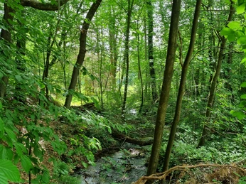 Bärenbach in Schloß Holte-Stukenbrock