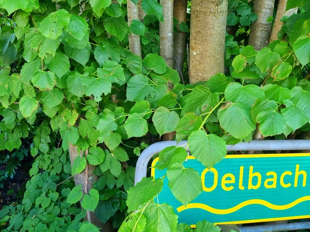 Ölbach in Schloß Holte-Stukenbrock