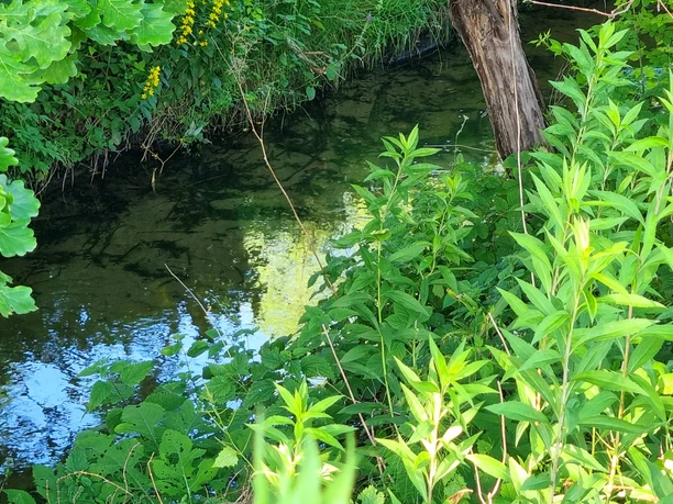 Ölbach in Schloß Holte-Stukenbrock