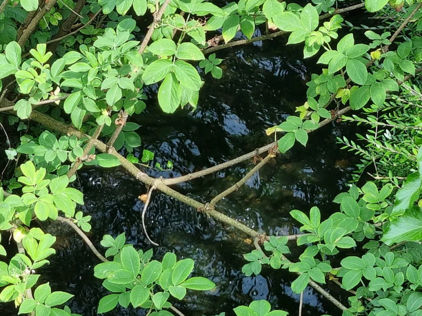 Ölbach in Schloß Holte-Stukenbrock