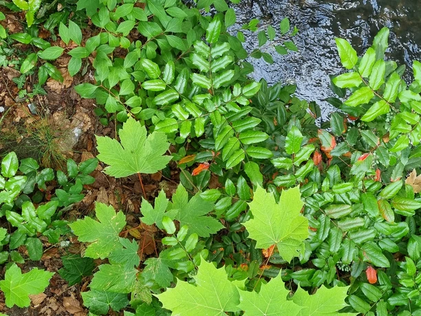 Ölbach in Schloß Holte-Stukenbrock