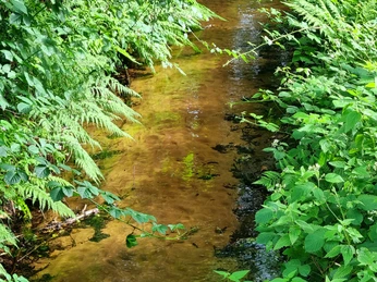 Rodenbach im Ortsteil Liemke in Schloß Holte-Stukenbrock Rodenbach im Ortsteil Liemke in Schloß Holte-Stukenbrock