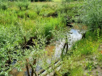 Wapelbach im Ortsteil Liemke in Schloß Holte-Stukenbrock