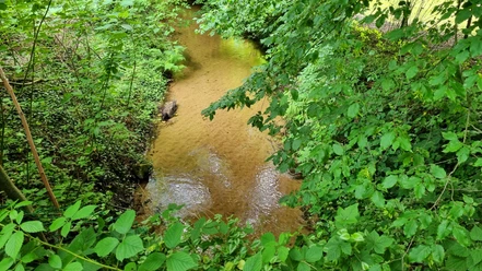 Wapelbach im Ortsteil Liemke in Schloß Holte-Stukenbrock Wapelbach im Ortsteil Liemke in Schloß Holte-Stukenbrock