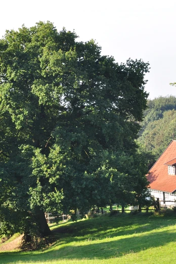 Fachwerkhaus mit roten Dachziegeln steht neben einer großen, schattenspendenden Eiche auf einer Wiese.