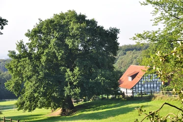 Hüllhorst Fachwerkhaus mit roten Dachziegeln steht neben einer großen, schattenspendenden Eiche auf einer Wiese.