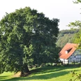 Hüllhorst Fachwerkhaus mit roten Dachziegeln steht neben einer großen, schattenspendenden Eiche auf einer Wiese.