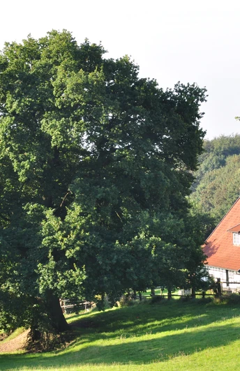 Hüllhorst Fachwerkhaus mit roten Dachziegeln steht neben einer großen, schattenspendenden Eiche auf einer Wiese.