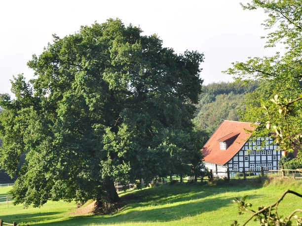 Hüllhorst Fachwerkhaus mit roten Dachziegeln steht neben einer großen, schattenspendenden Eiche auf einer Wiese.