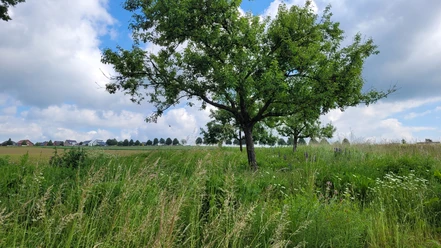 Hüllhorst Ein einzelner Baum steht auf einer grünen Wiese, umgeben von hohem Gras und Wildblumen.