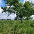 Hüllhorst Ein einzelner Baum steht auf einer grünen Wiese, umgeben von hohem Gras und Wildblumen.