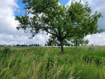 Hüllhorst Ein einzelner Baum steht auf einer grünen Wiese, umgeben von hohem Gras und Wildblumen.