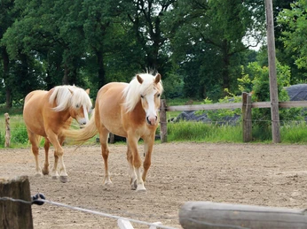 Ferienfreizeit auf Hof Schatteburg, Gemeinde Rhauderfehn Zwei hellbraune Pferde mit weißer Mähne auf einem eingezäunten Sandplatz vor Bäumen