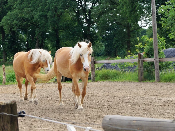 Ferienfreizeit auf Hof Schatteburg, Gemeinde Rhauderfehn Zwei hellbraune Pferde mit weißer Mähne auf einem eingezäunten Sandplatz vor Bäumen