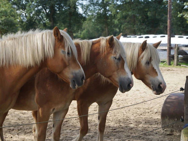 Ponys auf Hof Schatteburg, Gemeinde Rhauderfehn Drei braune Pferde mit blonder Mähne stehen nebeneinander auf einem Sandboden in einem umzäunten Bereich