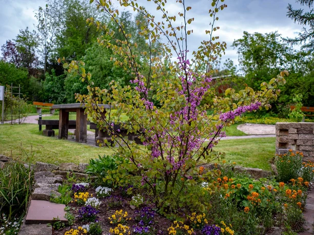 Bibelgarten von der Evangelischen Kirche in Bad Driburg.