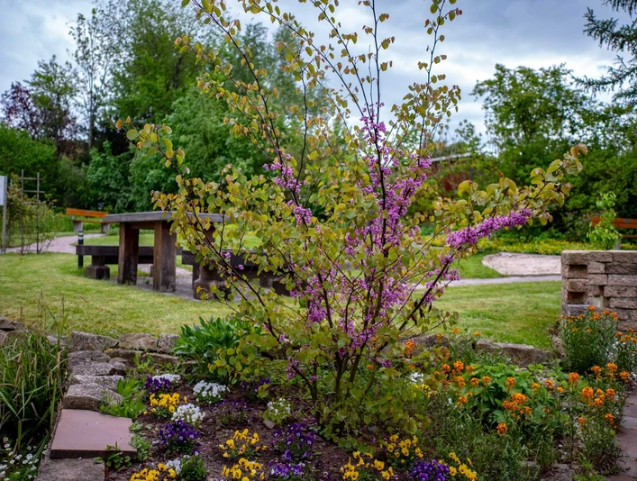 Bibelgarten-Bad Driburg Bibelgarten von der Evangelischen Kirche in Bad Driburg.