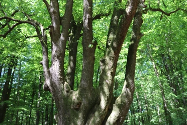 Fünffingerlinde
