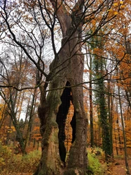 1000-jährige Eiche im herbstlichen Holter Wald in Schloß Holte-Stukenbrock