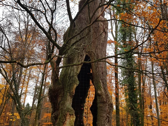 1000-jährige Eiche im herbstlichen Holter Wald in Schloß Holte-Stukenbrock