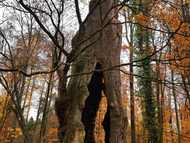 1000-jährige Eiche im herbstlichen Holter Wald in Schloß Holte-Stukenbrock
