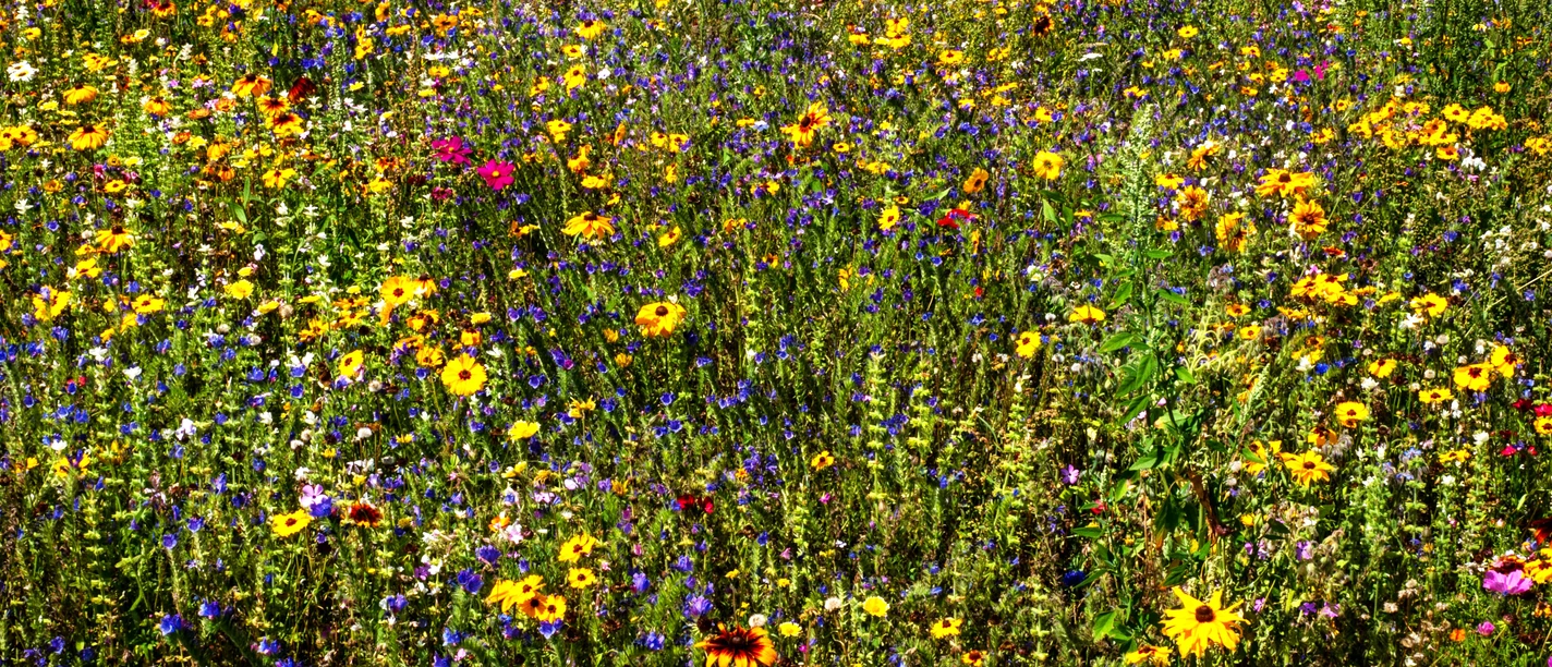 Blumenwiese im Sportpark am Ölbach in Schloß Holte-Stukenbrock