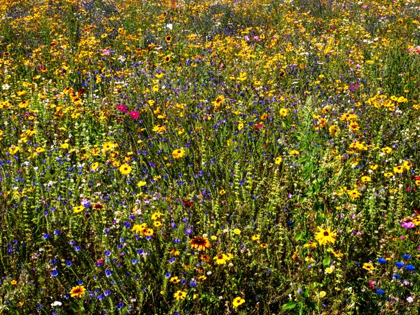 Blumenwiese im Sportpark am Ölbach in Schloß Holte-Stukenbrock Blumenwiese im Sportpark am Ölbach in Schloß Holte-Stukenbrock