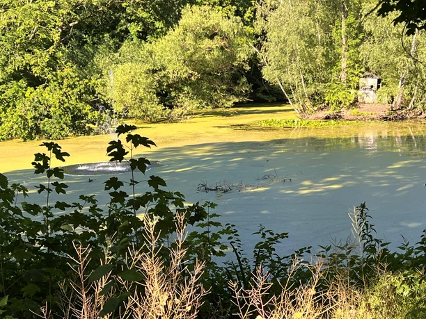 Ein friedvoller Waldteich mit umgebendem Grün, Moos auf der Wasseroberfläche und einem Bachlauf.