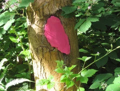 Verena Wippenbeck sculptures for the forest Vol 2 2022