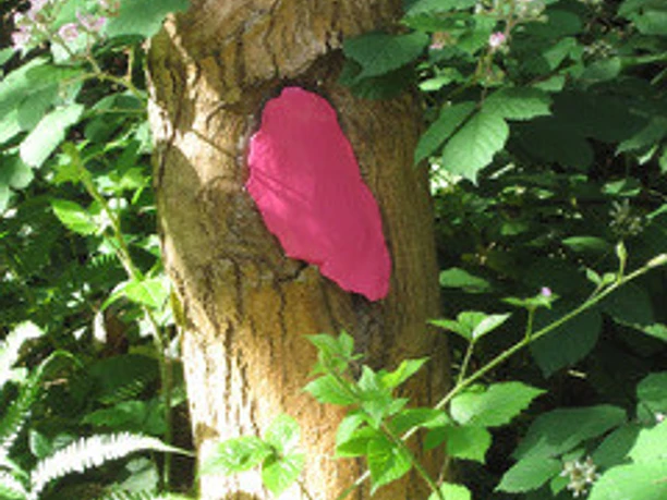 Verena Wippenbeck sculptures for the forest Vol 2 2022