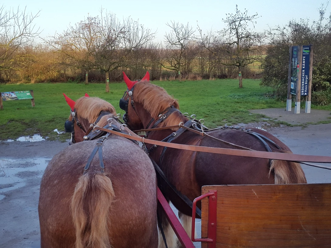 Kutschfahrt Reuter bei Haus Bürgel in Monheim am Rhein Zwei Kaltblutpferde ziehen eine Kutsche in einer grünen, baumbestandenen Landschaft um Haus Bürgel.