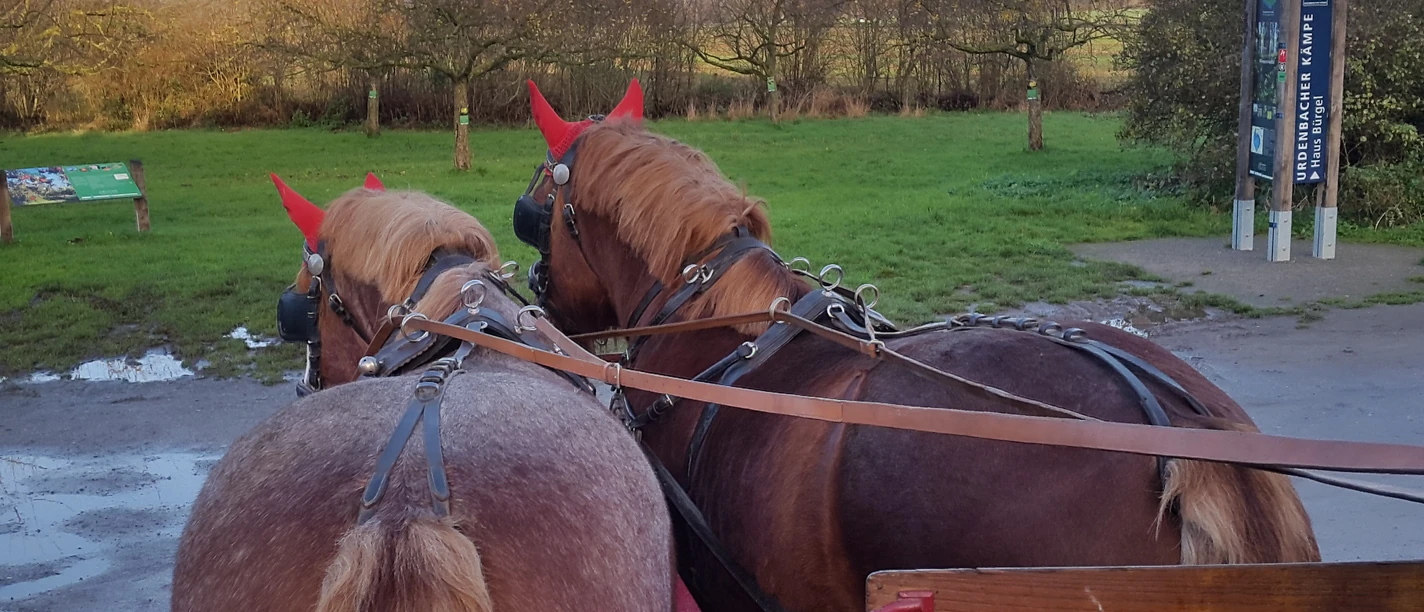 Kutschfahrt Reuter bei Haus Bürgel in Monheim am Rhein Zwei Kaltblutpferde ziehen eine Kutsche in einer grünen, baumbestandenen Landschaft um Haus Bürgel.
