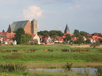 Weites grünes Feld mit Pferdeherde im Vordergrund, dahinter die Stadtsilhouette von Verden im Sommer.