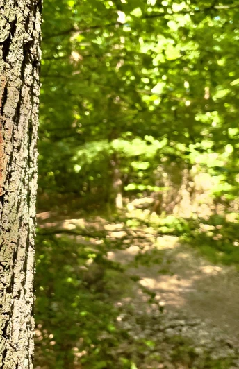 Ein Schild mit einer Hexe auf einem Besen kennzeichnet den grünen Waldweg im Patthorster Hexenpatt.