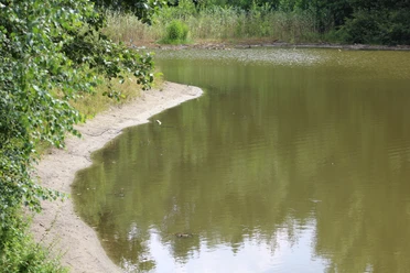 Ruhiger See mit bewaldetem Ufer, sanft geschwungene Sandlinie und spiegelndem Wasser.