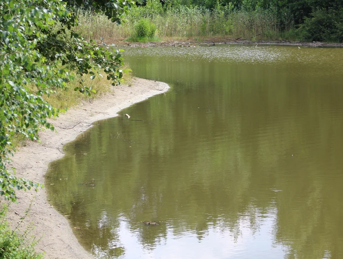 Ruhiger See mit bewaldetem Ufer, sanft geschwungene Sandlinie und spiegelndem Wasser.