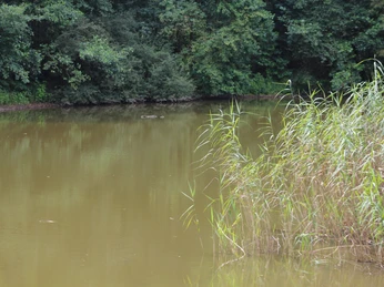 Ruhiger See mit dichtem Schilfrand, umgeben von dichten grünen Bäumen im Sommer.