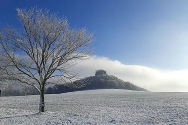 A snow-covered tree stands in a field in front of a wooded hill surrounded by mist; the sky is clear and blue.