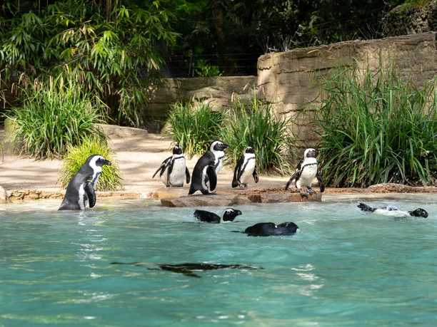 Zoo Duisburg Pinguine, Duisburg Eine Gruppe von Humboldt-Pinguinen steht am Ufer, während einige im klaren Wasser schwimmen.
