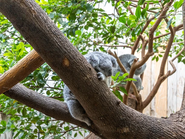 Zoo Duisburg Koalas