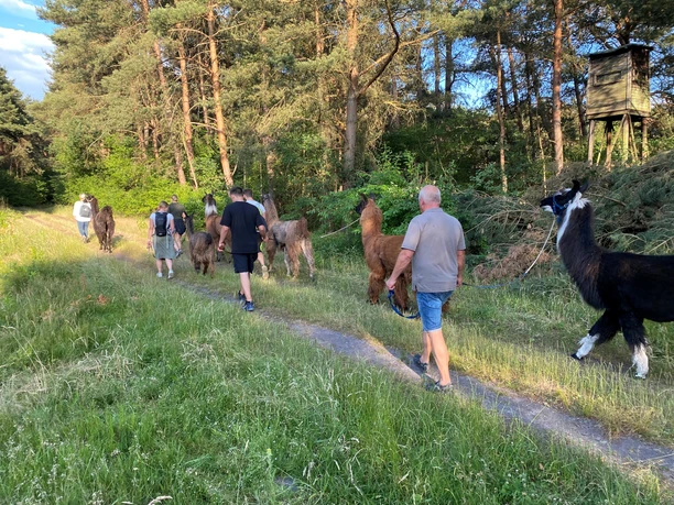 Gruppe von Personen führt Lamas auf einem Waldweg bei sonnigem Wetter spazieren.