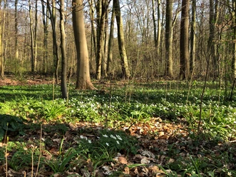 Lichter Frühlingswald mit hohen Bäumen, darunter dichtes Laub und zahlreiche blühende Anemonen.