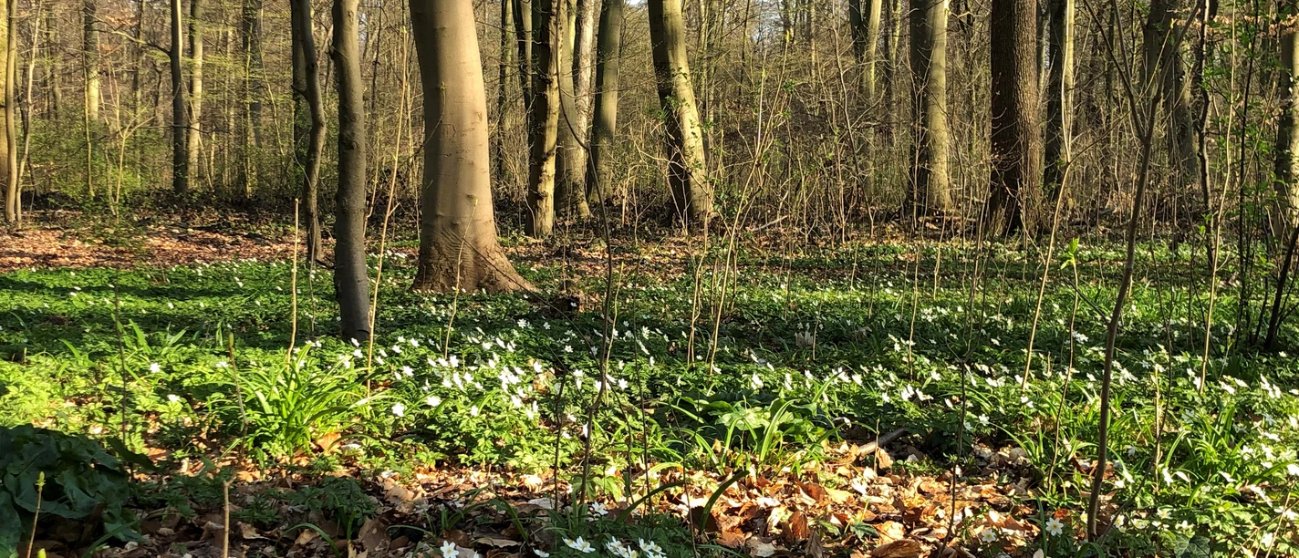 Lichter Frühlingswald mit hohen Bäumen, darunter dichtes Laub und zahlreiche blühende Anemonen.
