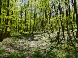 A1 Berlebeck Lichter Frühlingswald mit blühendem Boden, sanftem Sonnenschein und sich ausdehnendem Blätterdach.