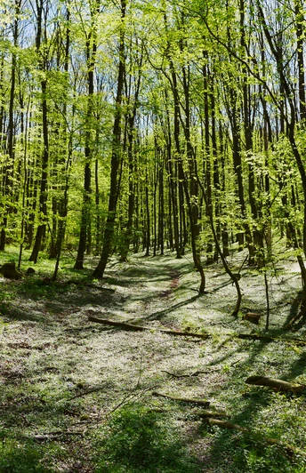 A1 Berlebeck Lichter Frühlingswald mit blühendem Boden, sanftem Sonnenschein und sich ausdehnendem Blätterdach.