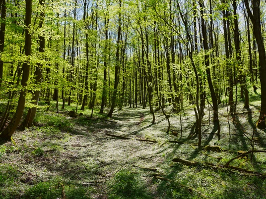 A1 Berlebeck Lichter Frühlingswald mit blühendem Boden, sanftem Sonnenschein und sich ausdehnendem Blätterdach.