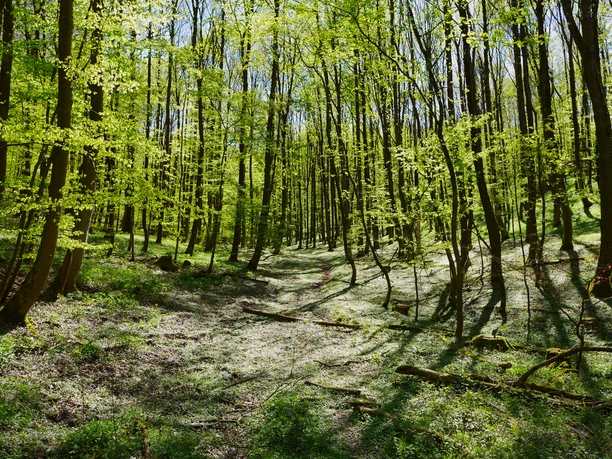 A1 Berlebeck Lichter Frühlingswald mit blühendem Boden, sanftem Sonnenschein und sich ausdehnendem Blätterdach.